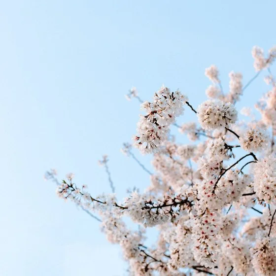 Tree buds